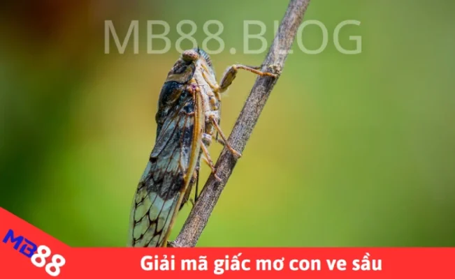 Giải mã giấc mơ thấy con ve sầu
